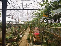 -马陆小张葡萄园农家乐