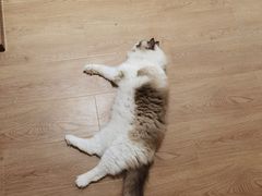 -1013 PET SHOP精品宠物商店(丁香店)