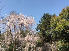 -西安青龙寺遗址景区