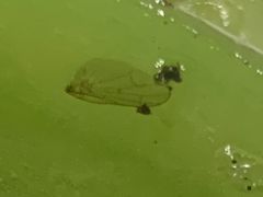 -周记茗点居(西村店)