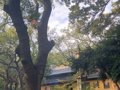 -普陀山风景名胜区-法雨禅寺