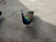 -西双版纳原始森林公园
