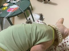 -猫在这儿猫咪咖啡馆·撸猫馆