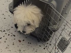-瑞派康怡24h宠物医院·犬猫医疗中心·微创绝育(瑞景分院)