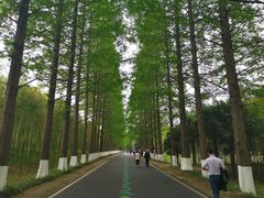 -黄海国家森林公园