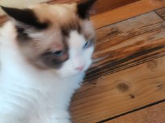 -喵屿·大理花园猫咖