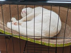 -纳吉亚猫专科动物医院博雅分院