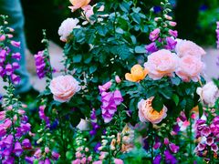 -人民公园(罗湖区)