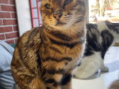 -猫小院猫主题餐厅(南锣旗舰店)