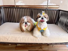 -上海崇明金茂凯悦酒店