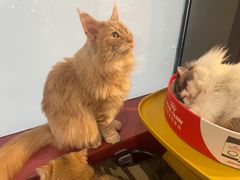 -和它·交个朋友·狗咖猫咖(爱琴海店)