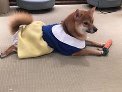 -逗柴咖啡屋·狗咖猫咖宠物桌游