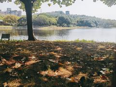 -广东花都湖国家湿地公园