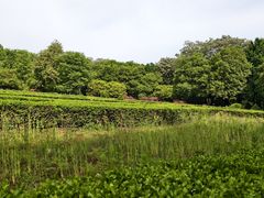 -洛阳市隋唐城遗址植物园