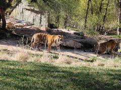 -北京野生动物园