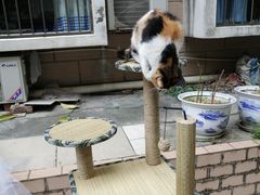 -瑞鹏宠物医院