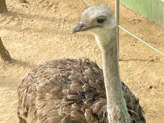 -西霞口神雕山野生动物世界