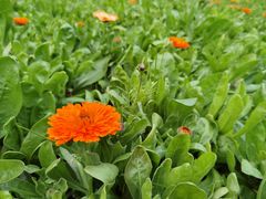 -广州市流溪河国家森林公园