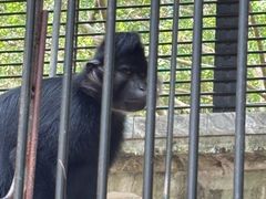 -广东茂名森林公园