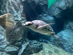 -上海海洋水族馆