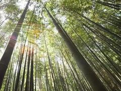 -游子山休闲旅游区