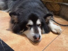 -more than meow吴止猫主题餐厅(承德 中船汇店)