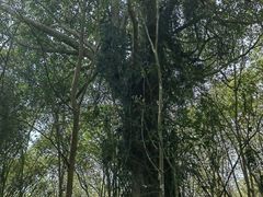 -曼丢傣家古寨
