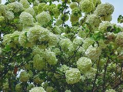 -大龙山(地铁站)