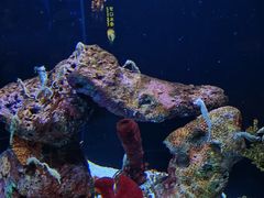 -上海海洋水族馆