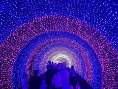 -大塘金香草谷