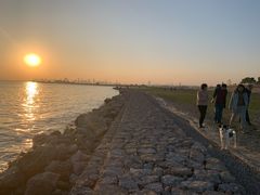 -合肥滨湖国家森林公园