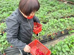 -大自然农场蔬菜草莓采摘园