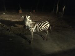 -清迈夜间动物园