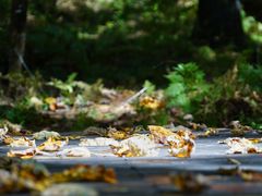 -五营红松林海景区