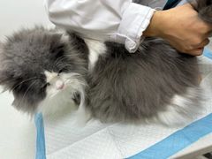 -宠颐生汉谟拉比宠物医院