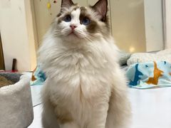 -COLOR PETS 撸猫馆·购猫·猫咖(长风大悦城店)