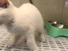 -lincat·猫舍(广州店)