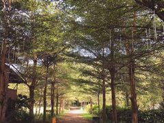 -田野绿世界