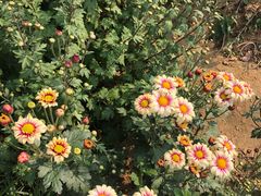 -羊亭河湿地公园