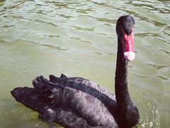 -森波拉火山温泉