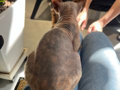 -琪喵猫屋·撸猫猫咖·猫舍