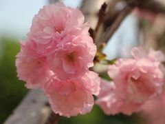 -天适樱花悠乐园