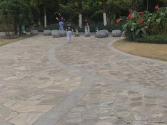 -合肥滨湖国家森林公园