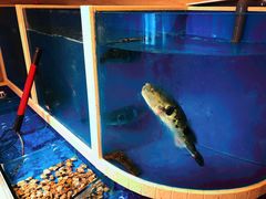 水产区-天正河鲀·河豚亭(大连店)