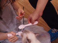 -滚猫咖啡·猫咖·猫友好撸猫(未来城店)