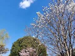 -羊山湖公园