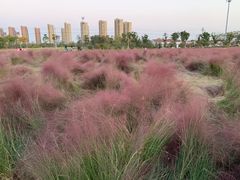 -映月湖中央公园