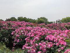 -上海辰山植物园