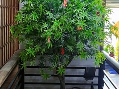 -河风の幸会精致料理
