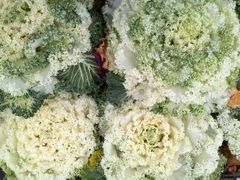 -华南国家植物园-售票处